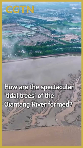 Scientists Unveil Mystery Behind Qiantang River’s Tidal Trees Scientists Unveil Mystery Behind Qiantang River’s Tidal Trees video poster