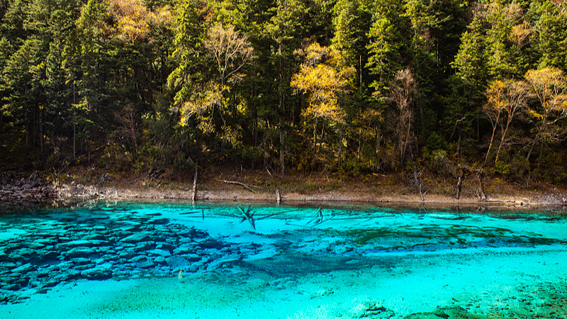 Inside Jiuzhaigou’s Five-Color Lake: A High-Altitude Wonder video poster