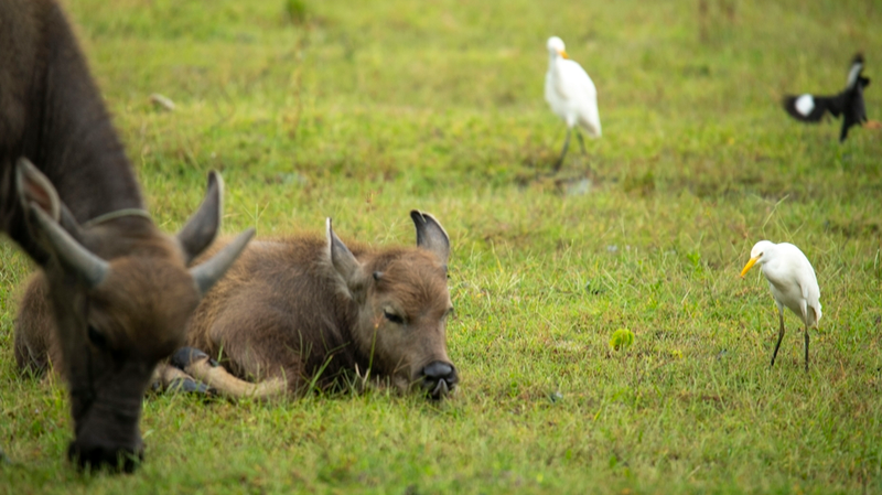 Buffalo & Egrets Team Up in Hainan’s Thriving Wetlands Buffalo & Egrets Team Up in Hainan’s Thriving Wetlands
