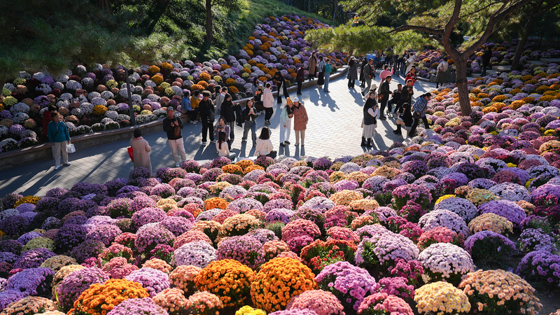 Visitors Flock to Ritan Park’s Chrysanthemum Spectacle Visitors Flock to Ritan Park’s Chrysanthemum Spectacle