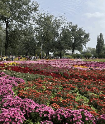 Beijing’s Chrysanthemum Spectacle Lights Up Autumn Beijing’s Chrysanthemum Spectacle Lights Up Autumn video poster