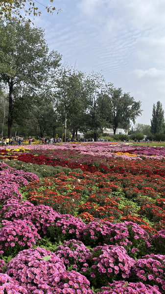 Beijing’s Chrysanthemum Spectacle Lights Up Autumn video poster
