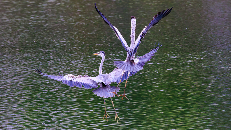 AI-Driven Bird Facial Recognition Transforms Avian Conservation in Kunming AI_Driven_Bird_Facial_Recognition_Transforms_Avian_Conservation_in_Kunming