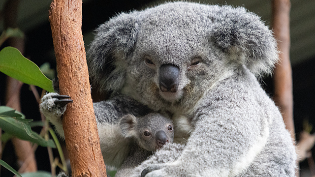 Australia & NZ Simplify Dual Trips for Chinese Travelers Australia___NZ_Simplify_Dual_Trips_for_Chinese_Travelers