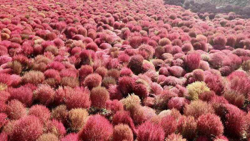 Autumn_Blaze_in_Shanxi__Broom_Grass_Fuels_Village_Prosperity video poster