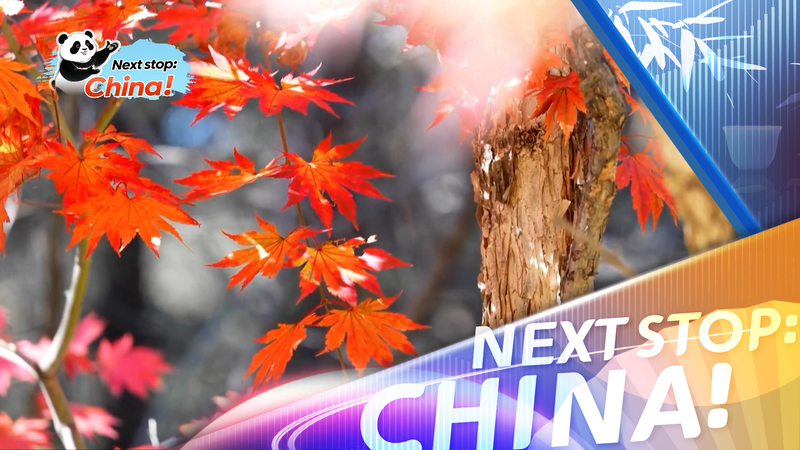 Autumn Colors Ignite Off-Peak Tourism Across the Chinese Mainland Autumn_Colors_Ignite_Off_Peak_Tourism_Across_the_Chinese_Mainland video poster