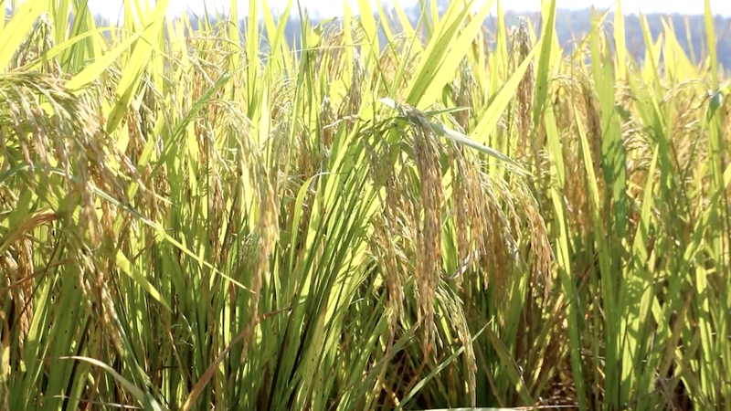 Autumn Grain Harvest Surges Across the Chinese Mainland Autumn_Grain_Harvest_Surges_Across_the_Chinese_Mainland video poster