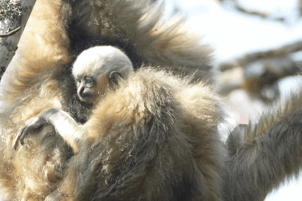 Baby Gibbons Boost Conservation Hopes in Yunnan’s Ailao Mountains Baby_Gibbons_Boost_Conservation_Hopes_in_Yunnan_s_Ailao_Mountains video poster