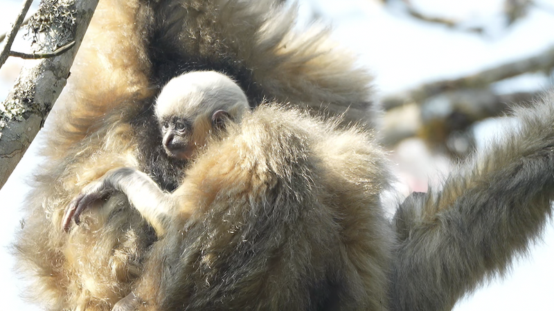 Baby_Gibbons_Boost_Conservation_Hopes_in_Yunnan_s_Ailao_Mountains_poster - My Global News: Voices of a New Era Baby_Gibbons_Boost_Conservation_Hopes_in_Yunnan_s_Ailao_Mountains video poster