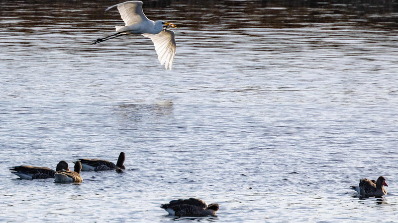 Bird_Flu_Surge_in_Germany_Sparks_Pandemic_Warning - My Global News: Voices of a New Era Bird_Flu_Surge_in_Germany_Sparks_Pandemic_Warning