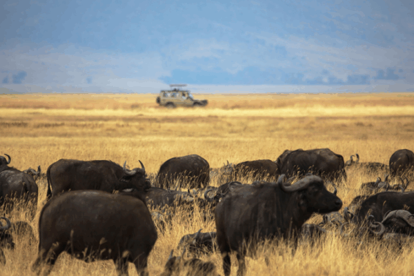 China_and_Tanzania_Launch_Ngorongoro_Lengai_Geopark_to_Boost_Research_and_Tourism
