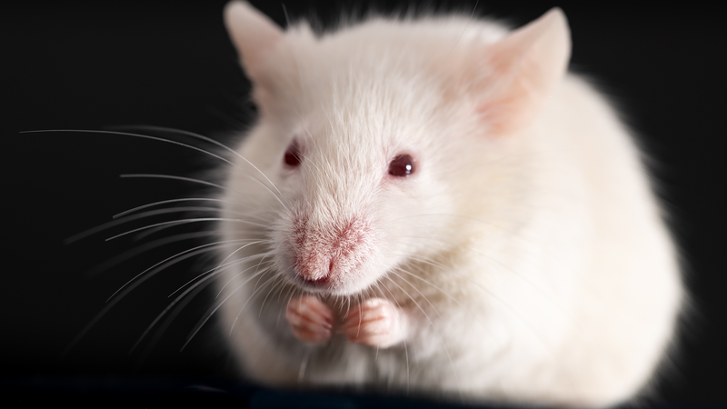 China_s_Shenzhou_21_to_Orbit_Mice_for_Pioneering_Space_Lab_Study - My Global News: Voices of a New Era China_s_Shenzhou_21_to_Orbit_Mice_for_Pioneering_Space_Lab_Study