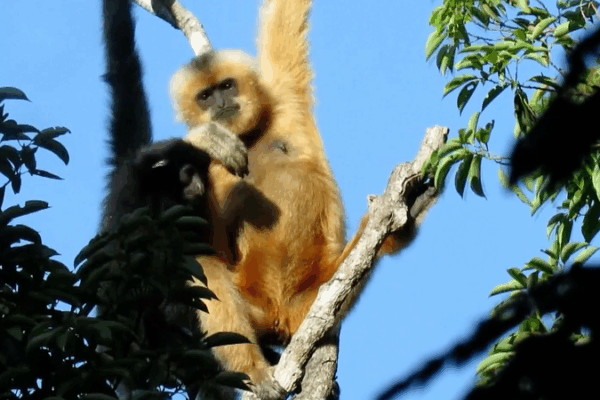 Chinese mainland expands national parks for biodiversity protection Chinese_mainland_expands_national_parks_for_biodiversity_protection