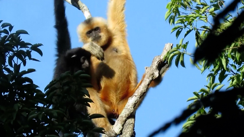 Chinese_mainland_expands_national_parks_for_biodiversity_protection - My Global News: Voices of a New Era Chinese_mainland_expands_national_parks_for_biodiversity_protection
