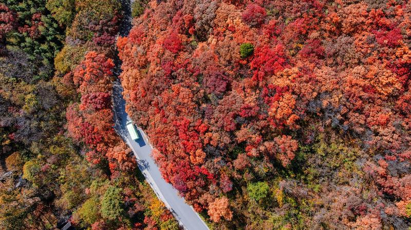 Colorful Autumn Leaves in Jinan’s Red Leaves Canyon Captivate Visitors Colorful_Autumn_Leaves_in_Jinan_s_Red_Leaves_Canyon_Captivate_Visitors