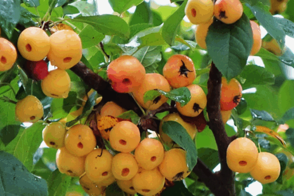 Crab Apples Light Up Autumn in Qingdao Wetland Park Crab_Apples_Light_Up_Autumn_in_Qingdao_Wetland_Park