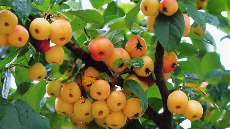 Crab_Apples_Light_Up_Autumn_in_Qingdao_Wetland_Park