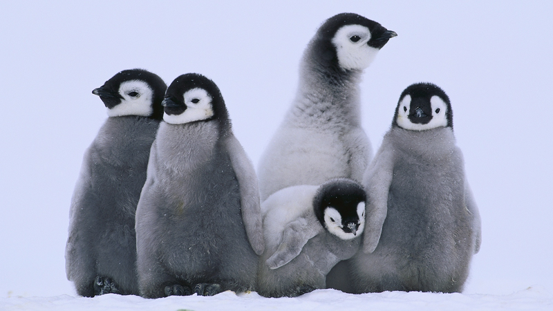 Emperor Penguins Move 73m per °C: Mapping Their Shifting Breeding Grounds Emperor Penguins Move 73m per °C: Mapping Their Shifting Breeding Grounds