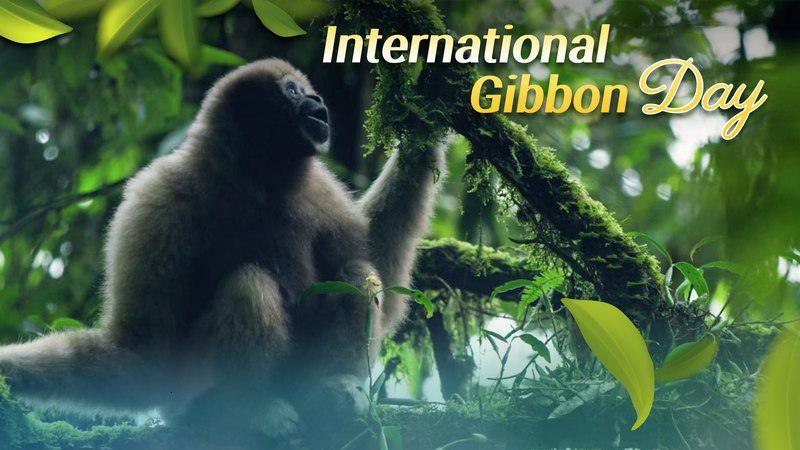 Forest Echoes: Celebrating Gibbon Calls on International Gibbon Day Forest_Echoes__Celebrating_Gibbon_Calls_on_International_Gibbon_Day