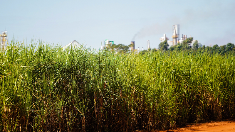 Global Food Prices Ease in September as Sugar and Dairy Decline Offset Meat Surge Global_Food_Prices_Ease_in_September_as_Sugar_and_Dairy_Decline_Offset_Meat_Surge