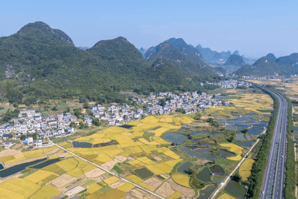 Golden_Harvests_Mirror_Rural_Vitality_in_Guangxi_Mountains