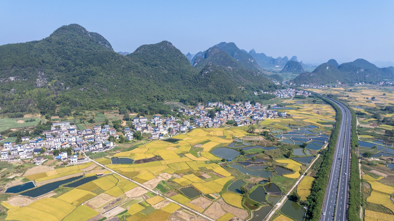 Golden_Harvests_Mirror_Rural_Vitality_in_Guangxi_Mountains
