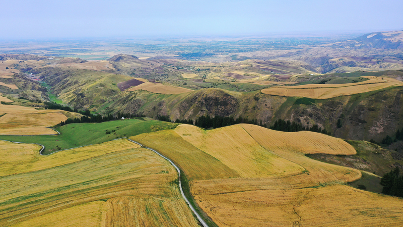 Golden Wheat Fields of Jiangbulake: A Mountain Oasis in Xinjiang Golden_Wheat_Fields_of_Jiangbulake__A_Mountain_Oasis_in_Xinjiang video poster