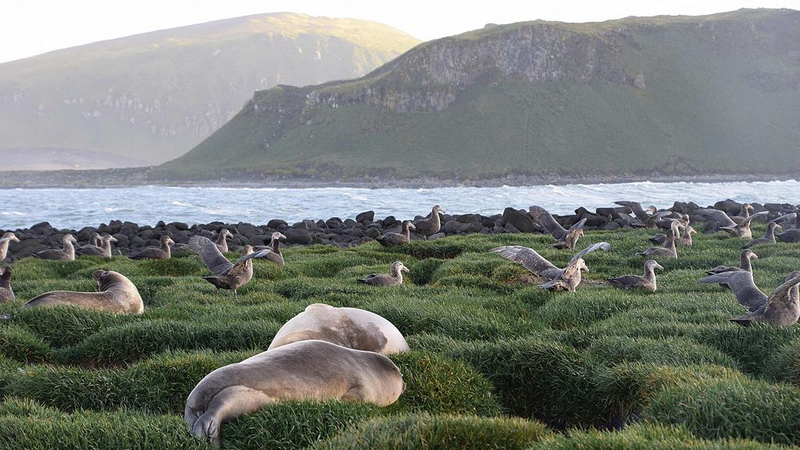 H5_Bird_Flu_Suspected_in_Elephant_Seals_on_Remote_Heard_Island - My Global News: Voices of a New Era H5_Bird_Flu_Suspected_in_Elephant_Seals_on_Remote_Heard_Island