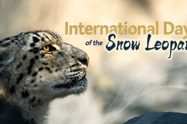 International Snow Leopard Day: Saving the Ghost of the Mountains International_Snow_Leopard_Day__Saving_the_Ghost_of_the_Mountains