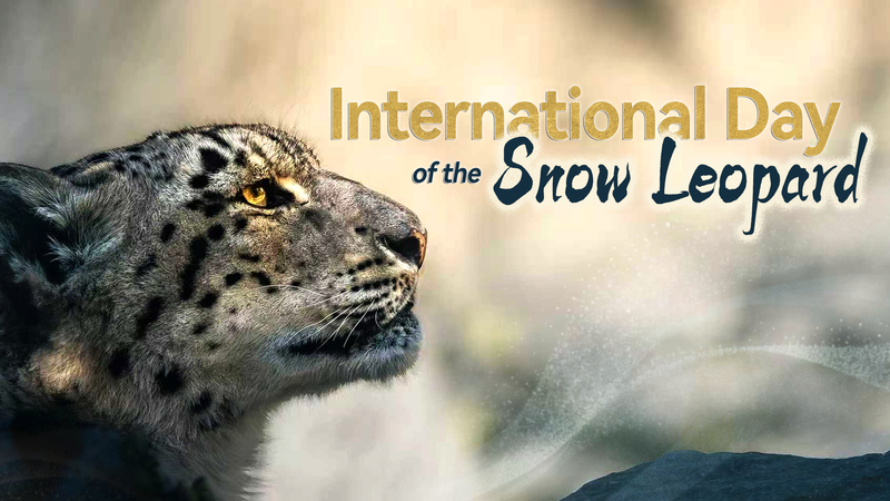 International_Snow_Leopard_Day__Saving_the_Ghost_of_the_Mountains
