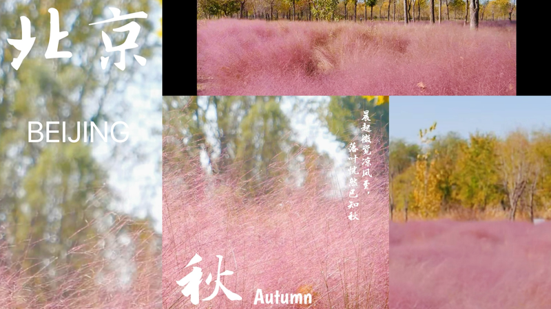 L6DJE70FXE7WJO69W9G9 - My Global News: Voices of a New Era Beijing’s Dongjiao Wetland Park Transforms into Pink Muhly Dreamscape video poster