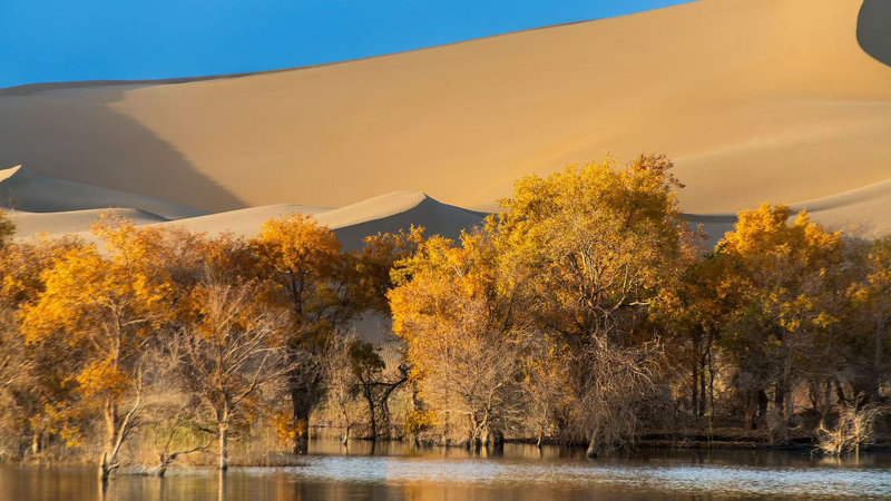 Live from Xinjiang: Golden Poplars and Desert Hero Trees Revealed Live_from_Xinjiang__Golden_Poplars_and_Desert_Hero_Trees_Revealed video poster