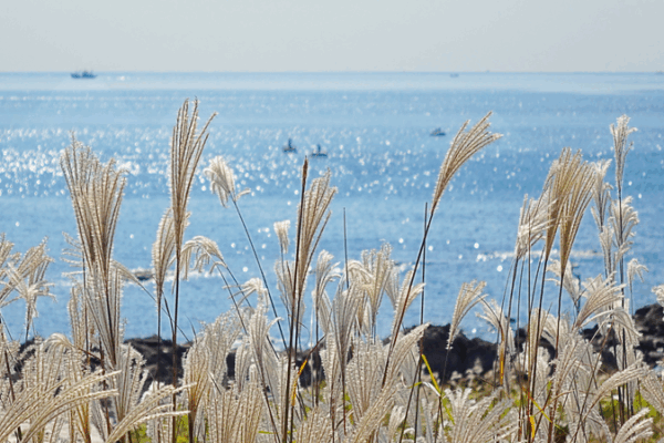 Golden Reeds Gild Qingdao’s Autumn Coast Golden Reeds Gild Qingdao’s Autumn Coast