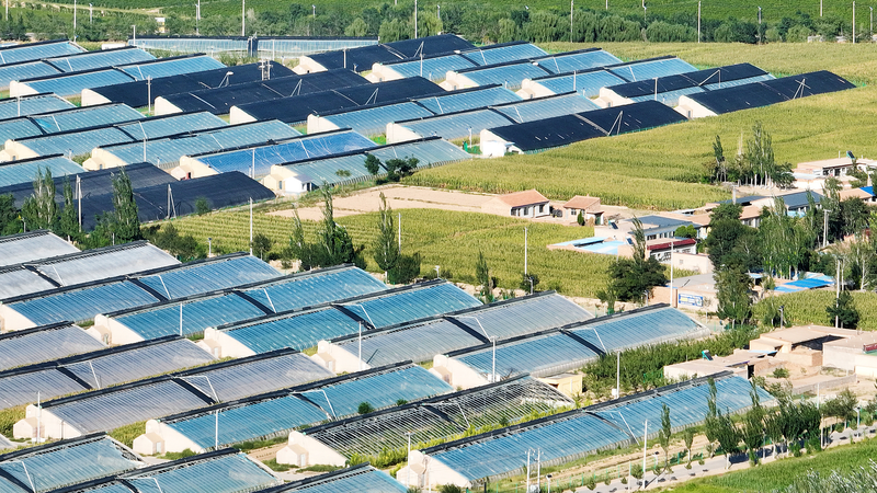 Minning_Town_s_Green_Rise__From_Desert_Dust_to_Golden_Oasis_in_Ningxia - My Global News: Voices of a New Era Minning_Town_s_Green_Rise__From_Desert_Dust_to_Golden_Oasis_in_Ningxia