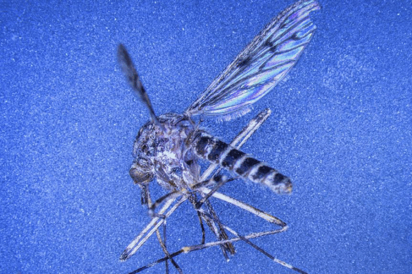 Mosquitoes Discovered in Iceland’s Wild for First Time Mosquitoes_Discovered_in_Iceland_s_Wild_for_First_Time