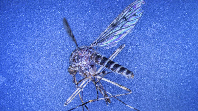 Mosquitoes_Discovered_in_Iceland_s_Wild_for_First_Time - My Global News: Voices of a New Era Mosquitoes_Discovered_in_Iceland_s_Wild_for_First_Time