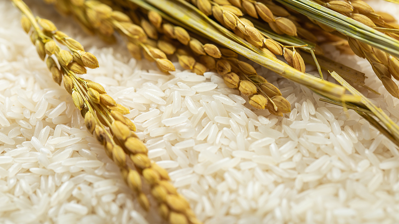 China-aided Rice Revolution Transforms Chad’s Food Security China-aided Rice Revolution Transforms Chad’s Food Security