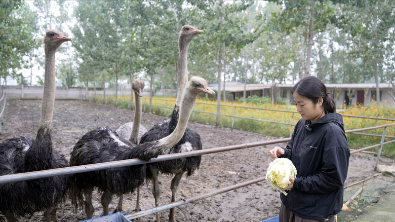 Ostrich Farmer Hacks Douyin to Boost Rural Business and Empower Women Ostrich_Farmer_Hacks_Douyin_to_Boost_Rural_Business_and_Empower_Women video poster