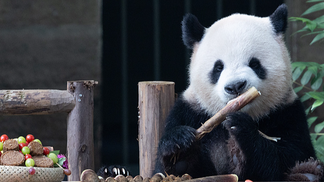Pandas Embrace Mid-Autumn Spirit with Mooncakes at Chongqing Zoo Pandas_Embrace_Mid_Autumn_Spirit_with_Mooncakes_at_Chongqing_Zoo