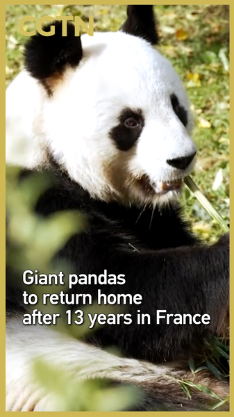 Pandas_Huan_Huan_and_Yuan_Zi_to_Return_to_the_Chinese_Mainland_After_13_Years_in_France_poster - My Global News: Voices of a New Era Pandas_Huan_Huan_and_Yuan_Zi_to_Return_to_the_Chinese_Mainland_After_13_Years_in_France video poster