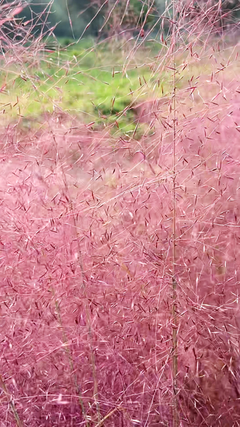 R61IWRJX22SIXXZCEI6X - My Global News: Voices of a New Era Dreamy Pink Muhly Grass at Beijing’s Old Summer Palace video poster