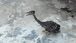 Rare White-Eared Night-Heron Spotted in Guizhou: Conservation Win Rare_White_Eared_Night_Heron_Spotted_in_Guizhou__Conservation_Win video poster
