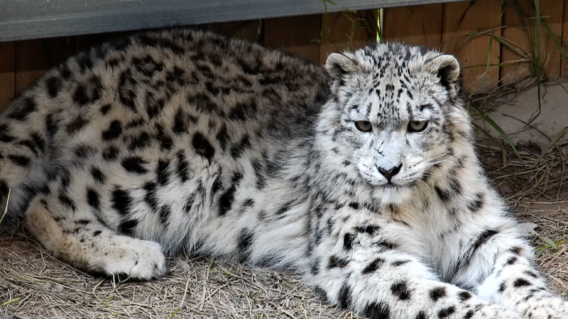 Snow Leopard Day at Xining Wildlife Park Shines Light on Conservation Snow_Leopard_Day_at_Xining_Wildlife_Park_Shines_Light_on_Conservation video poster
