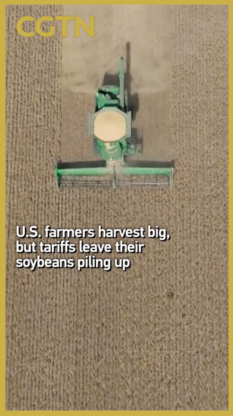 Soybean Glut: U.S. Farmers Stuck Under Tariffs Soybean_Glut__U_S__Farmers_Stuck_Under_Tariffs video poster