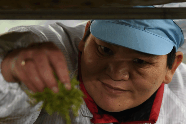 From Barren Hills to Organic Tea: Huang Hongying’s Fields of Hope From Barren Hills to Organic Tea: Huang Hongying’s Fields of Hope