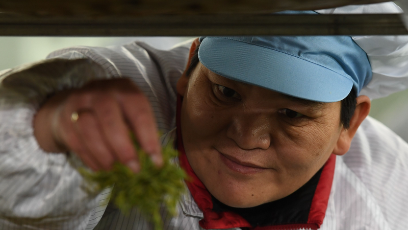 From Barren Hills to Organic Tea: Huang Hongying’s Fields of Hope