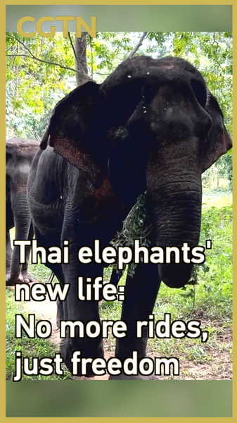 Thai_Elephant_Sanctuary_Ditches_Rides_for_Freedom_in_1_44_km_Forest video poster