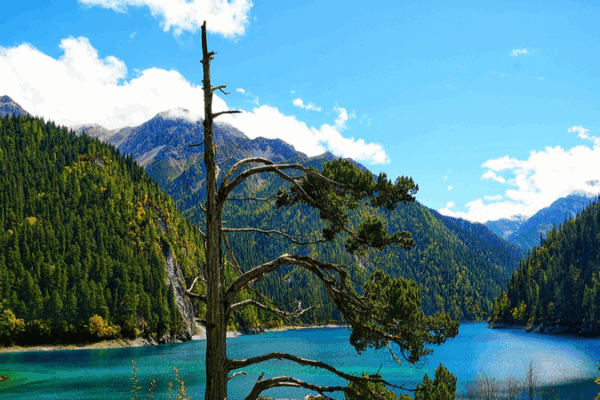 The One-Armed Old Man Cypress: Jiuzhaigou’s Long Lake Marvel The_One_Armed_Old_Man_Cypress__Jiuzhaigou_s_Long_Lake_Marvel video poster