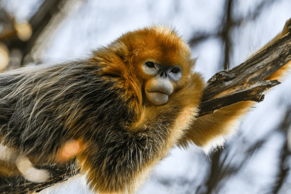 Two_New_UNESCO_Biosphere_Reserves_in_the_Chinese_mainland video poster