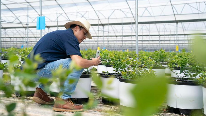 From Peru to Yunnan: An Engineer’s Blueberry Journey From Peru to Yunnan: An Engineer’s Blueberry Journey